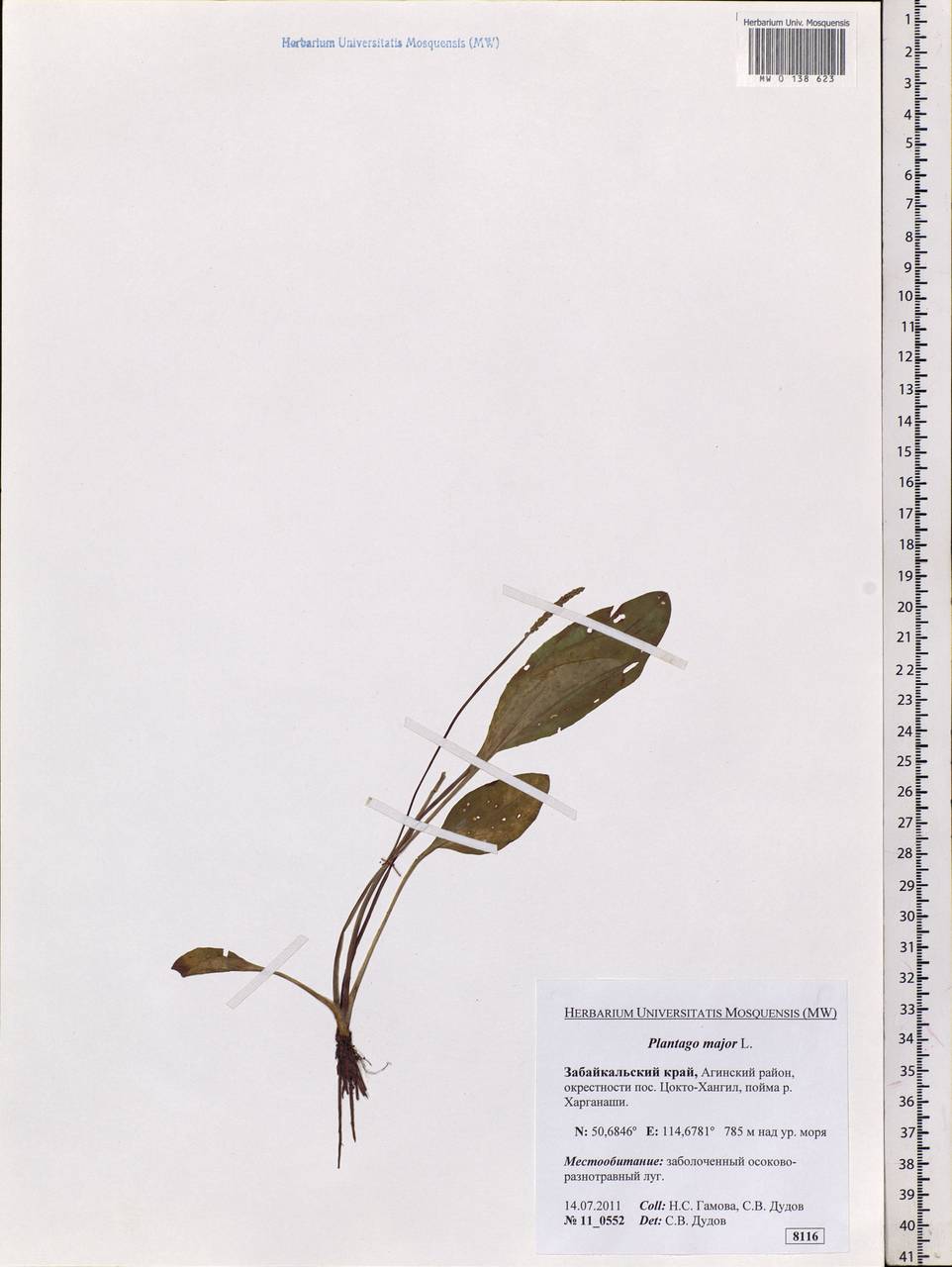 Plantago major L., Siberia, Baikal & Transbaikal region (S4) (Russia)