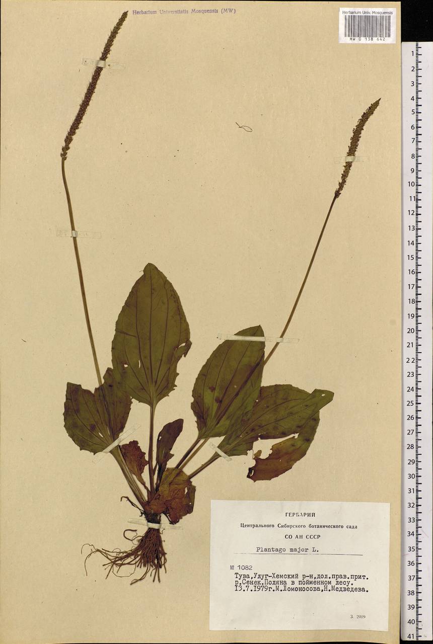 Plantago major L., Siberia, Altai & Sayany Mountains (S2) (Russia)