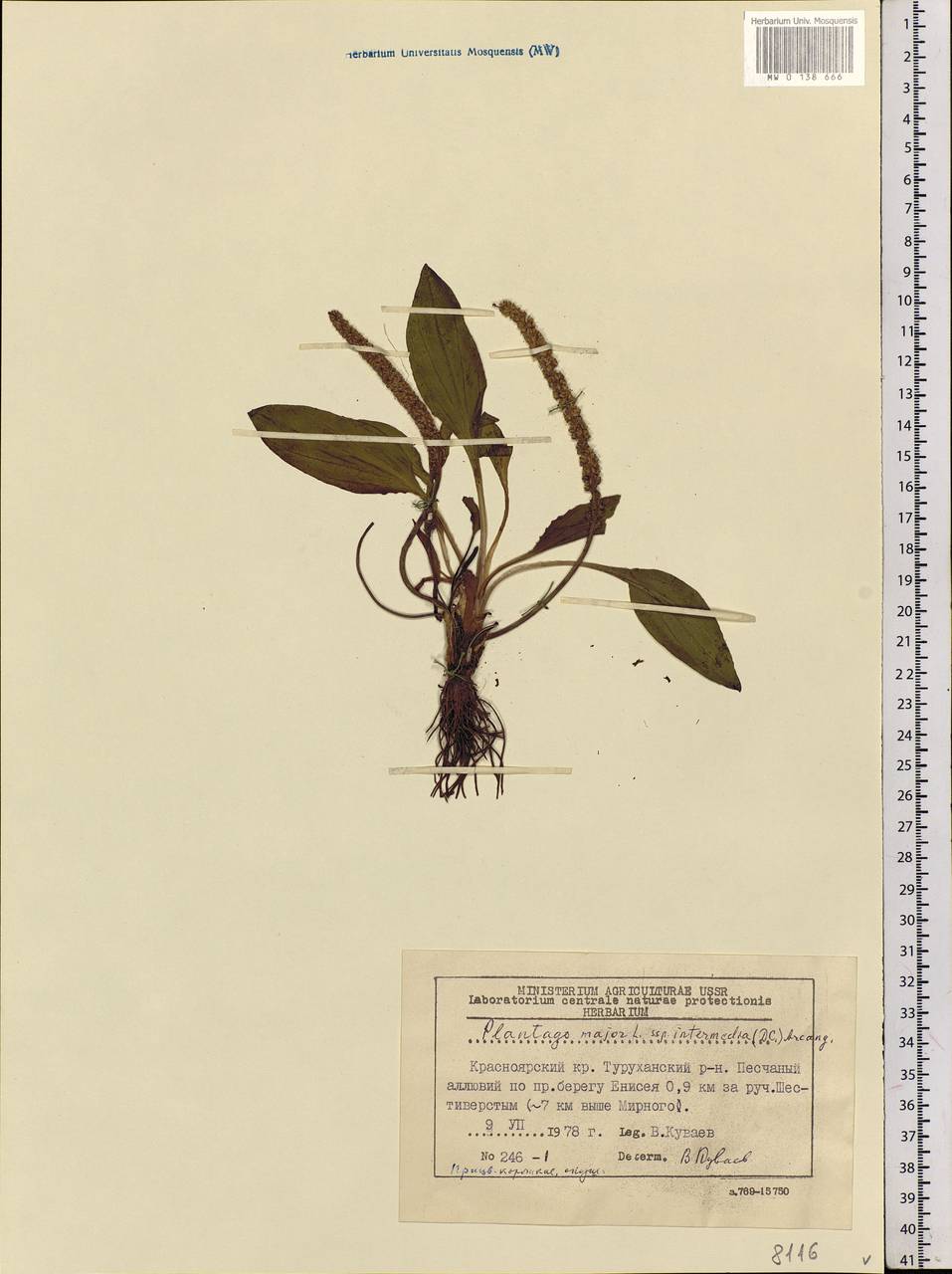 Plantago uliginosa F. W. Schmidt, Siberia, Central Siberia (S3) (Russia)