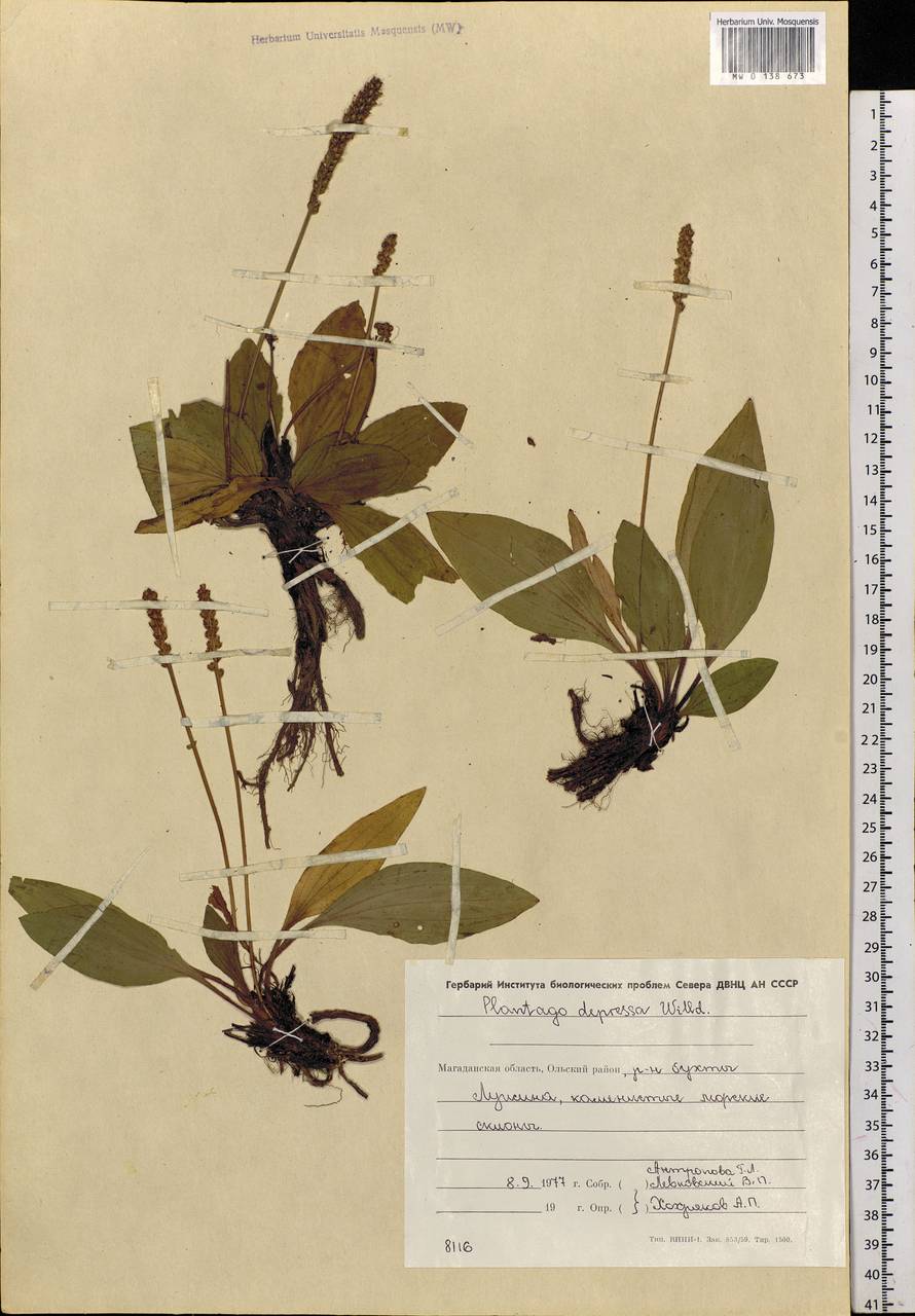 Plantago depressa Willd., Siberia, Chukotka & Kamchatka (S7) (Russia)