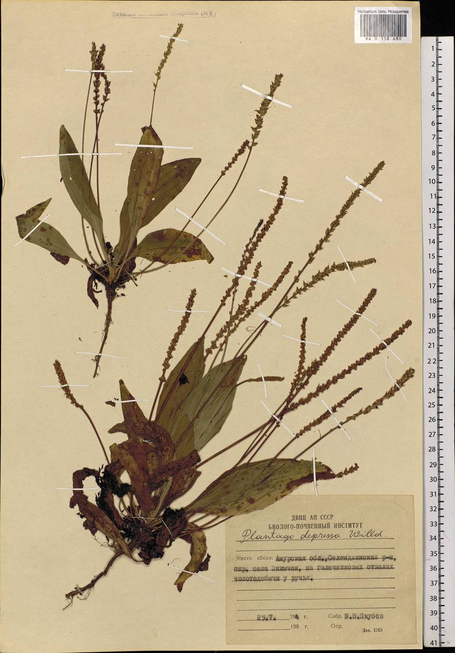 Plantago depressa Willd., Siberia, Russian Far East (S6) (Russia)