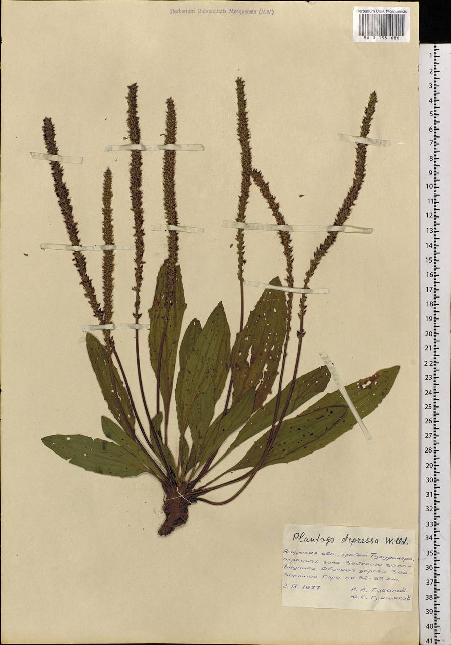 Plantago depressa Willd., Siberia, Russian Far East (S6) (Russia)