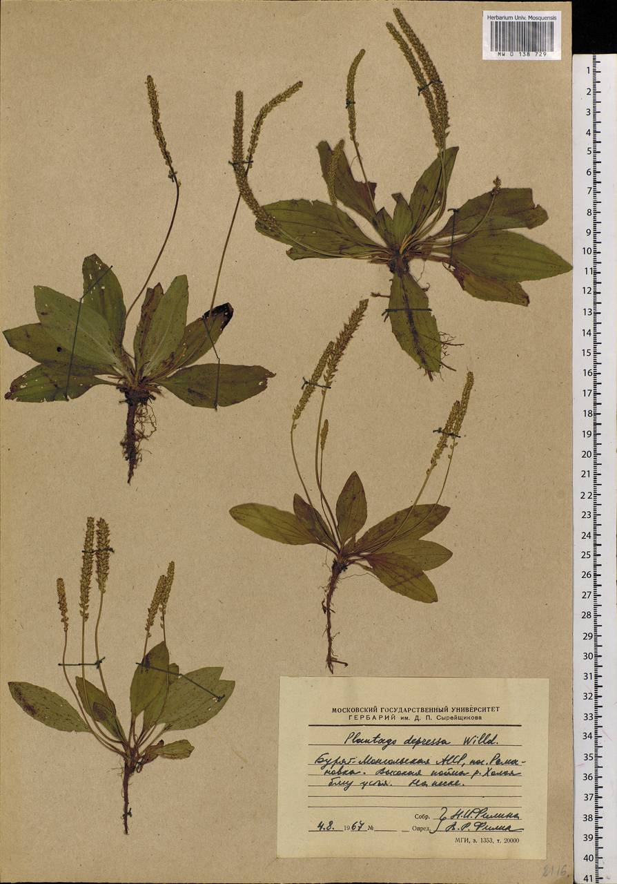 Plantago depressa Willd., Siberia, Baikal & Transbaikal region (S4) (Russia)