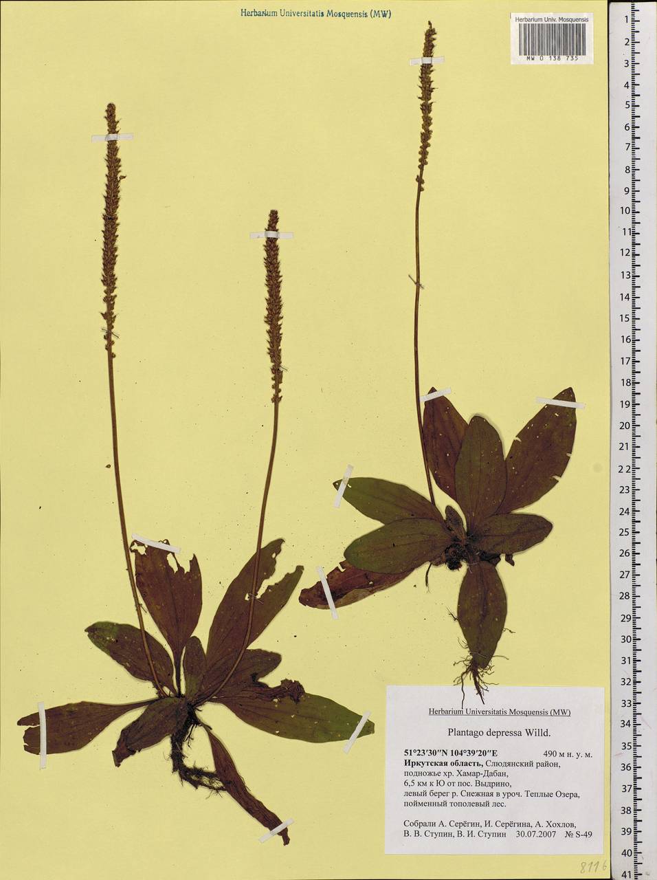 Plantago depressa Willd., Siberia, Baikal & Transbaikal region (S4) (Russia)