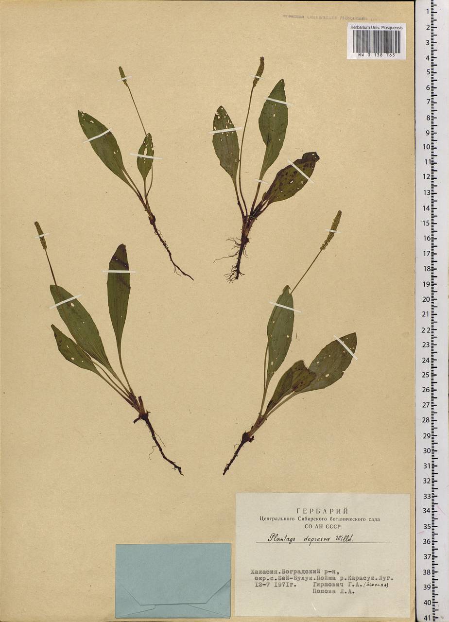 Plantago depressa Willd., Siberia, Altai & Sayany Mountains (S2) (Russia)