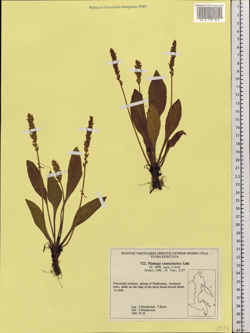 Plantago camtschatica Link, Siberia, Russian Far East (S6) (Russia)