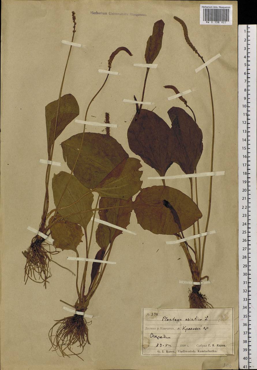 Plantago asiatica L., Siberia, Chukotka & Kamchatka (S7) (Russia)