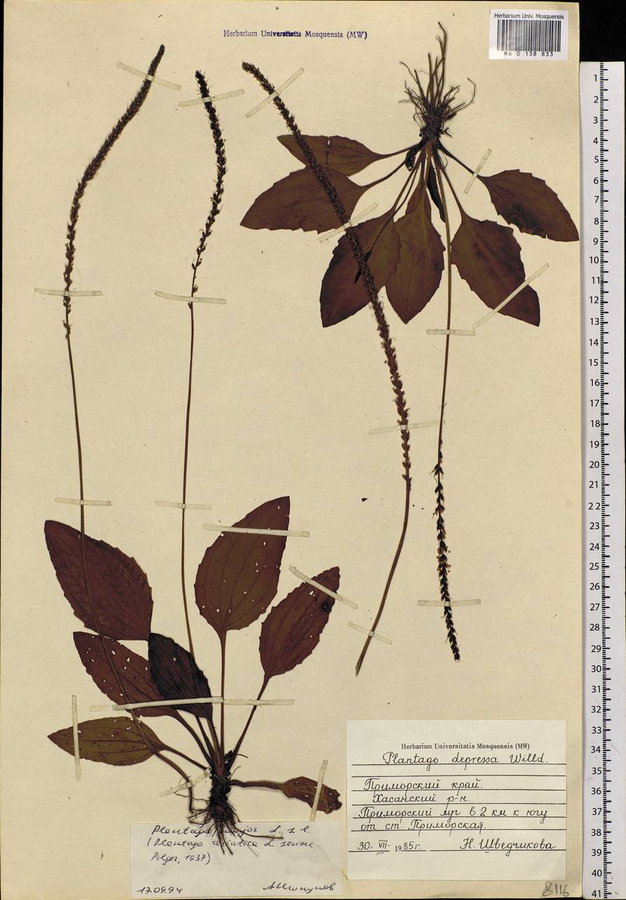 Plantago asiatica L., Siberia, Russian Far East (S6) (Russia)