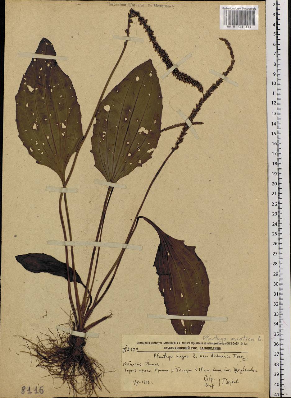 Plantago asiatica L., Siberia, Russian Far East (S6) (Russia)