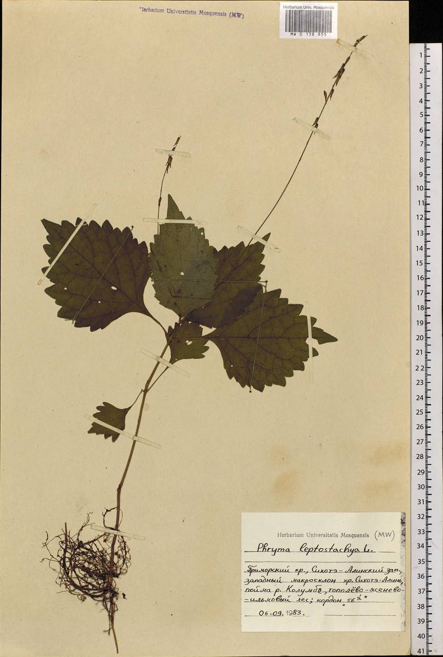 Phryma leptostachya L., Siberia, Russian Far East (S6) (Russia)