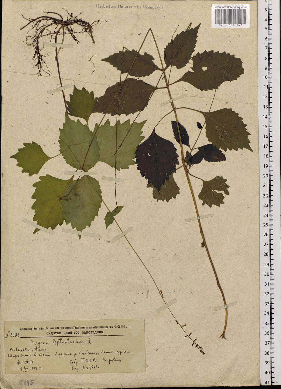 Phryma leptostachya L., Siberia, Russian Far East (S6) (Russia)