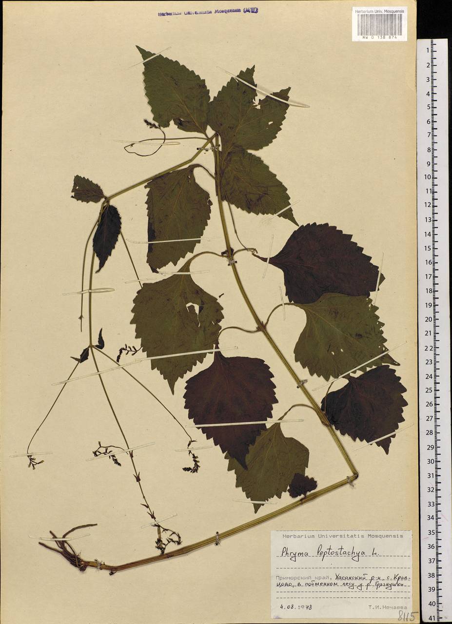 Phryma leptostachya L., Siberia, Russian Far East (S6) (Russia)