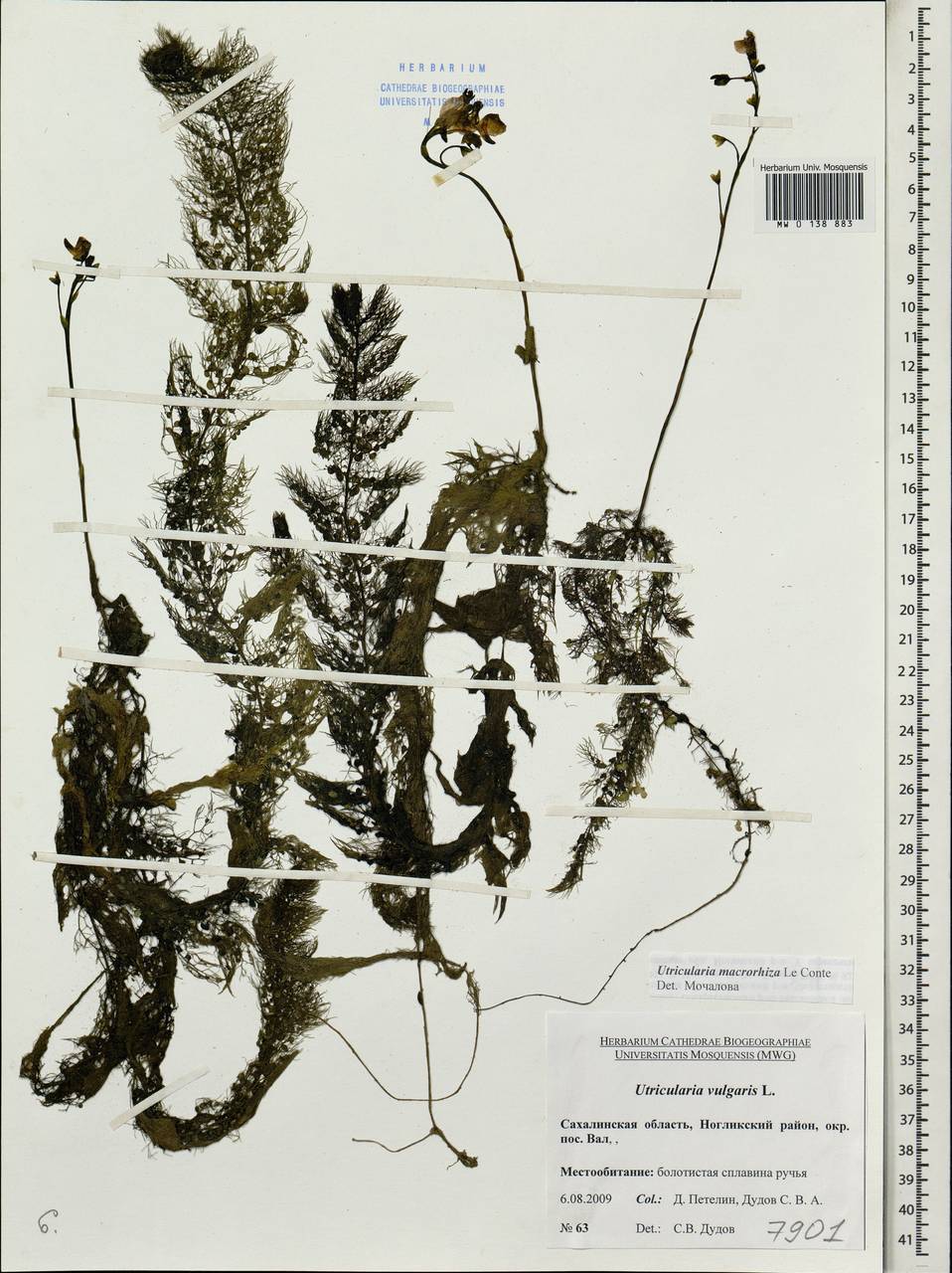 Utricularia macrorhiza Leconte, Siberia, Russian Far East (S6) (Russia)
