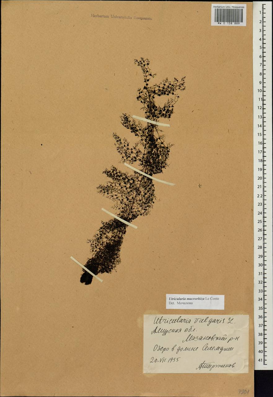 Utricularia vulgaris L., Siberia, Russian Far East (S6) (Russia)