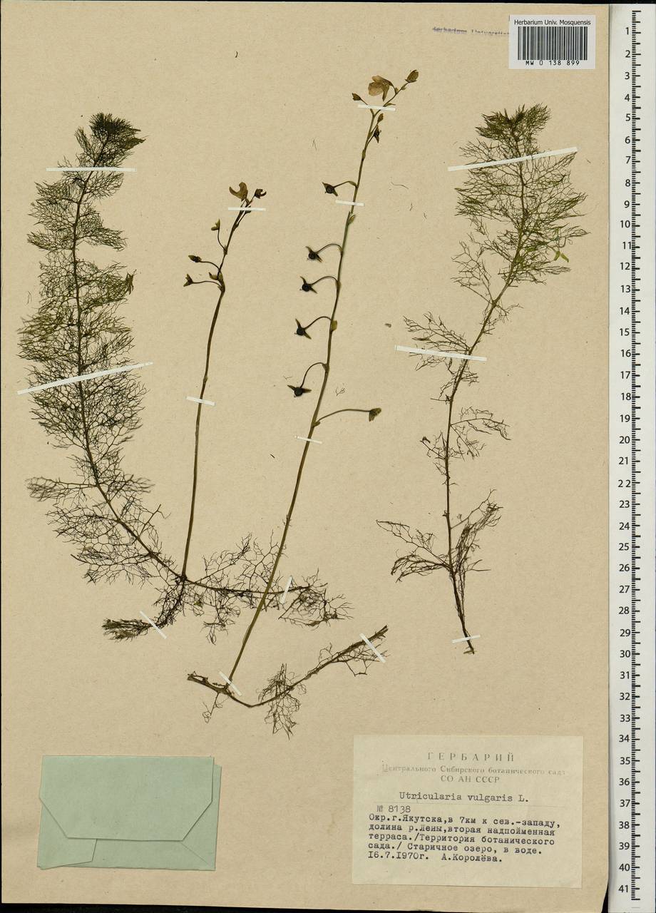 Utricularia vulgaris L., Siberia, Yakutia (S5) (Russia)