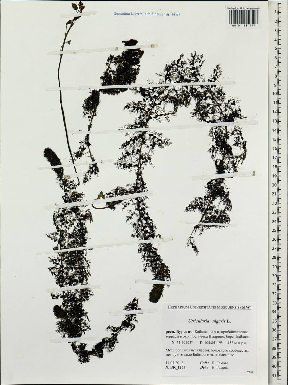 Utricularia macrorhiza Leconte, Siberia, Baikal & Transbaikal region (S4) (Russia)