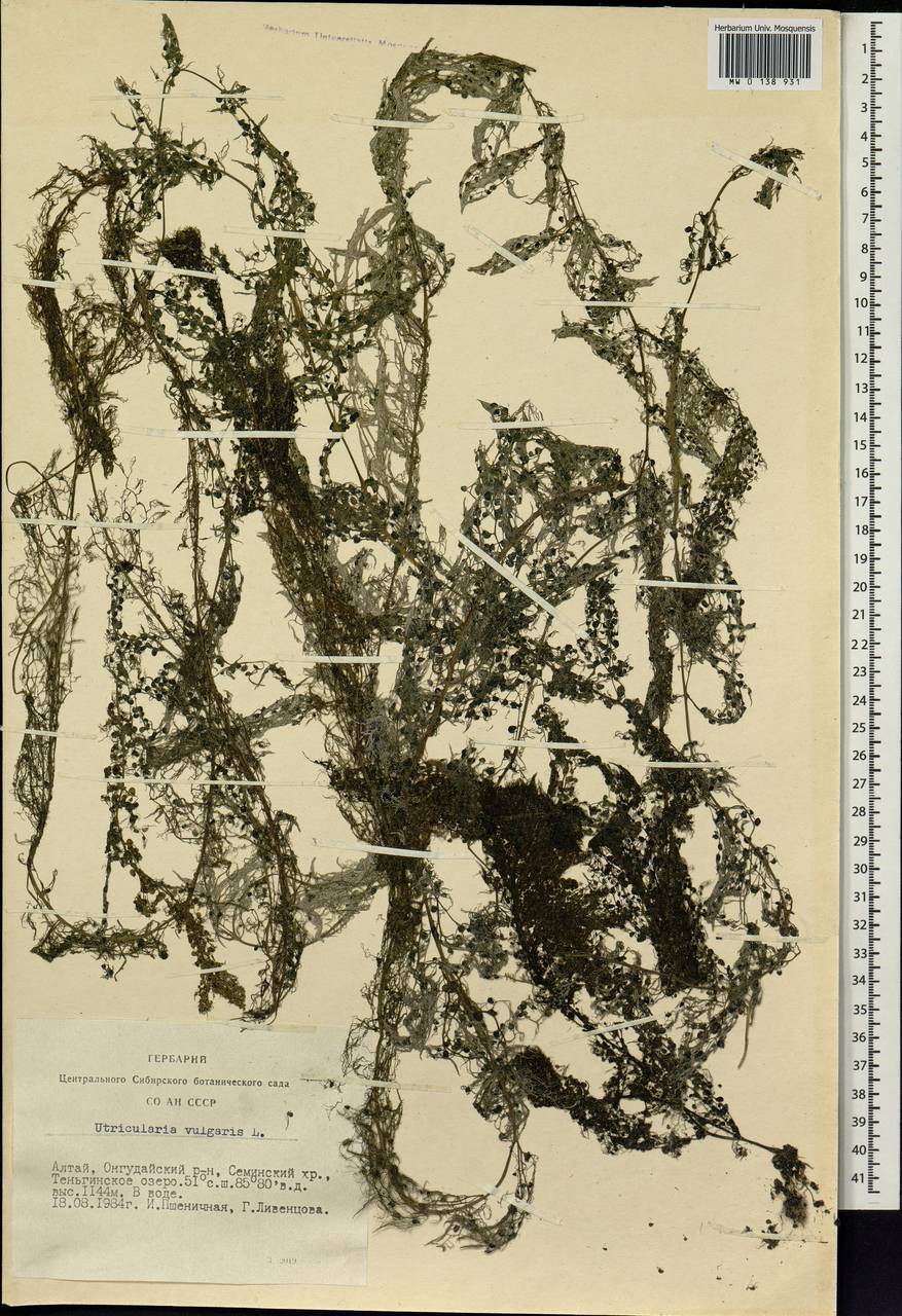 Utricularia vulgaris L., Siberia, Altai & Sayany Mountains (S2) (Russia)
