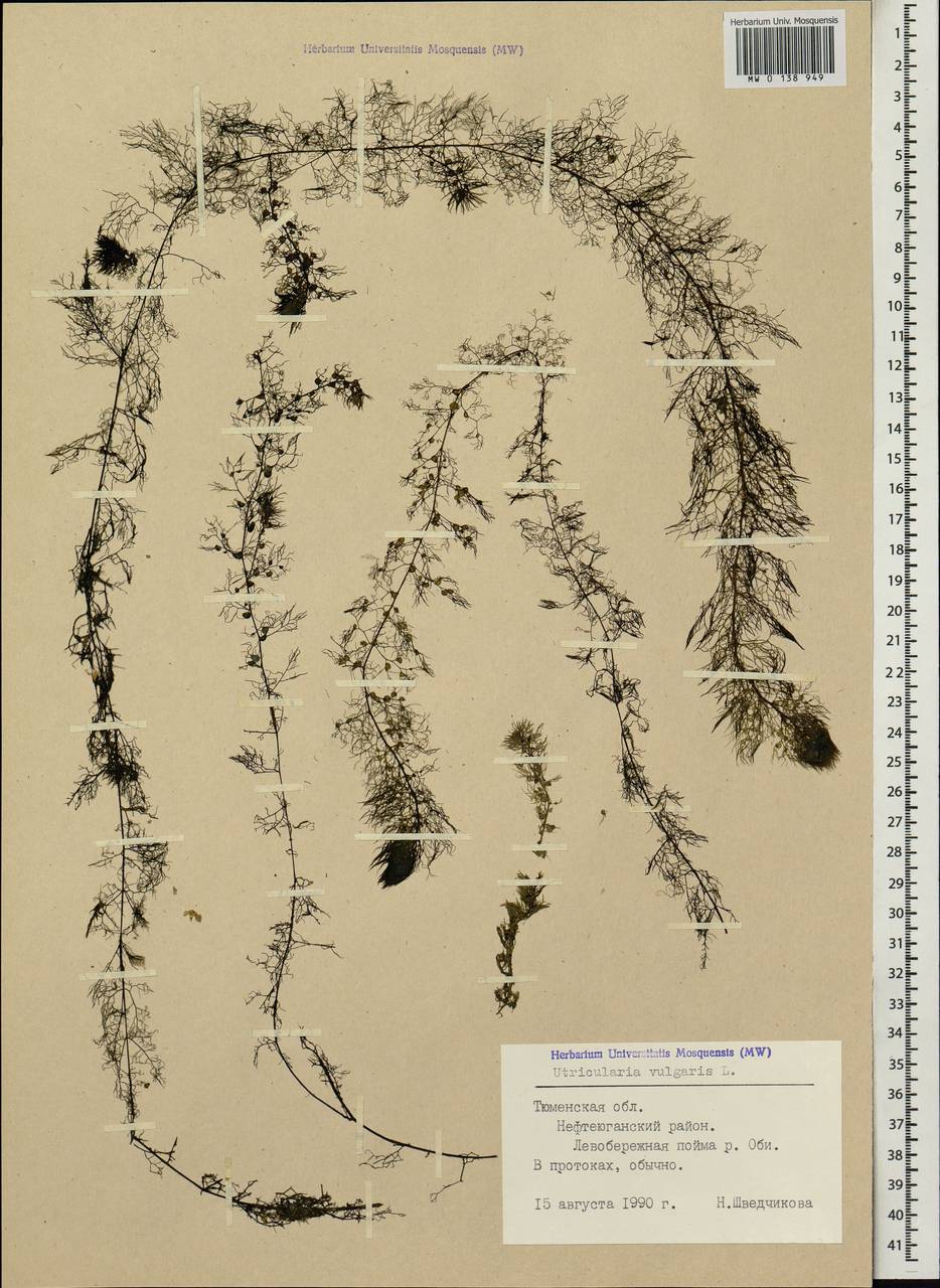 Utricularia vulgaris L., Siberia, Western Siberia (S1) (Russia)