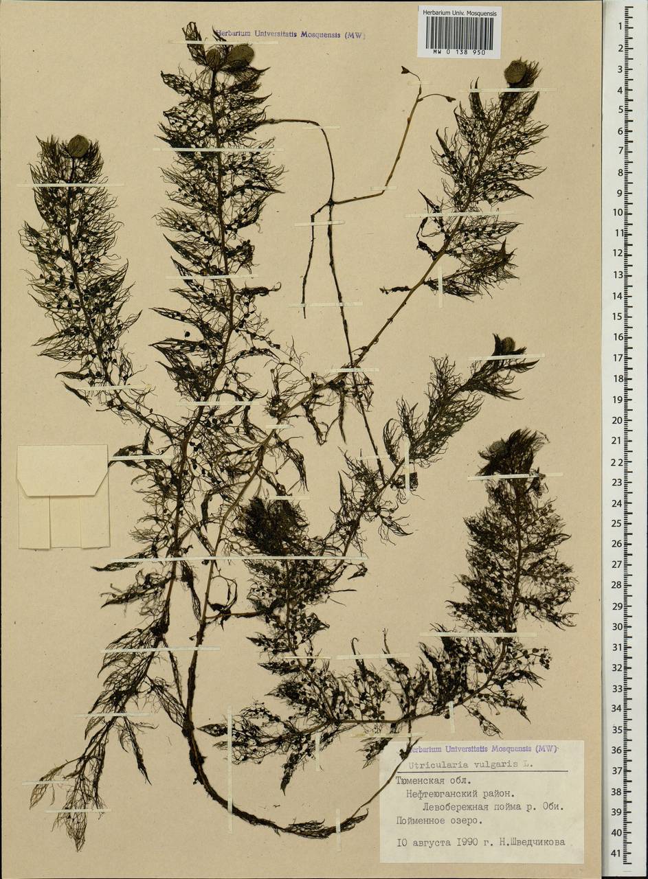 Utricularia vulgaris L., Siberia, Western Siberia (S1) (Russia)