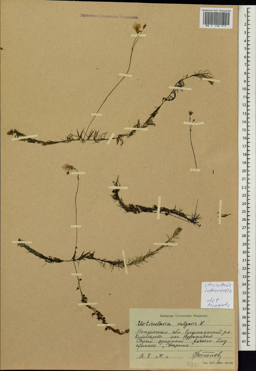 Utricularia intermedia Hayne, Siberia, Chukotka & Kamchatka (S7) (Russia)