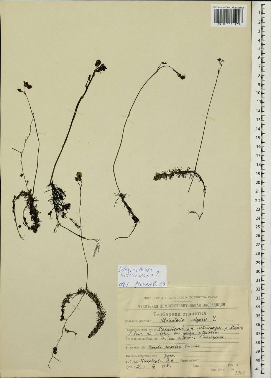 Utricularia intermedia Hayne, Siberia, Chukotka & Kamchatka (S7) (Russia)