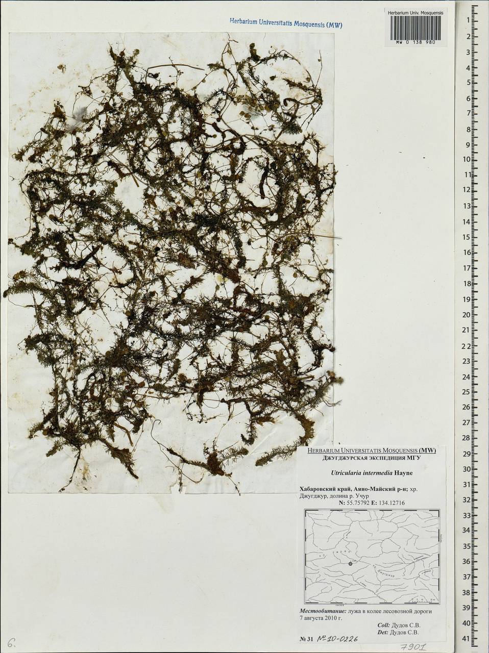 Utricularia intermedia Hayne, Siberia, Russian Far East (S6) (Russia)