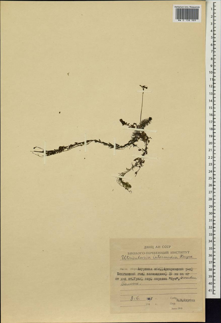 Utricularia intermedia Hayne, Siberia, Russian Far East (S6) (Russia)