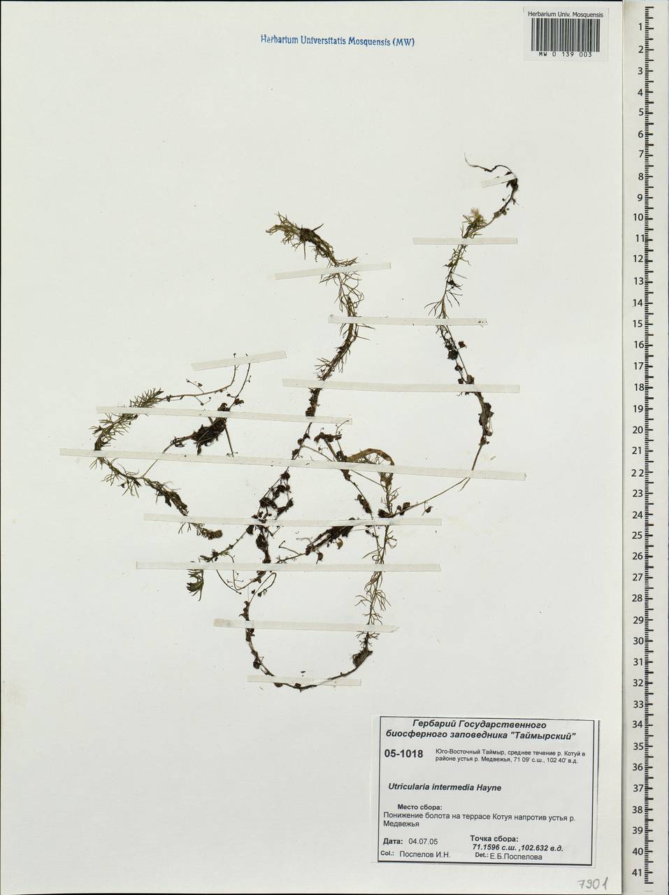 Utricularia intermedia Hayne, Siberia, Central Siberia (S3) (Russia)