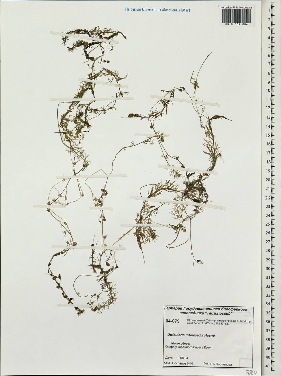 Utricularia intermedia Hayne, Siberia, Central Siberia (S3) (Russia)