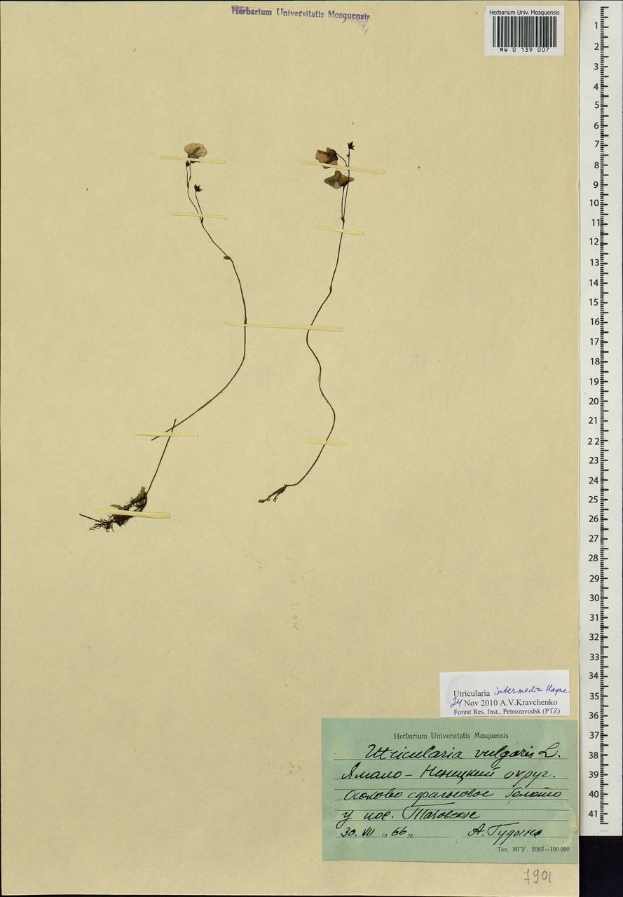 Utricularia intermedia Hayne, Siberia, Western Siberia (S1) (Russia)