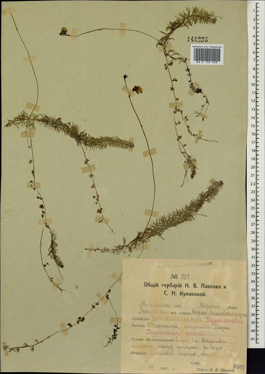 Utricularia intermedia Hayne, Siberia, Western Siberia (S1) (Russia)