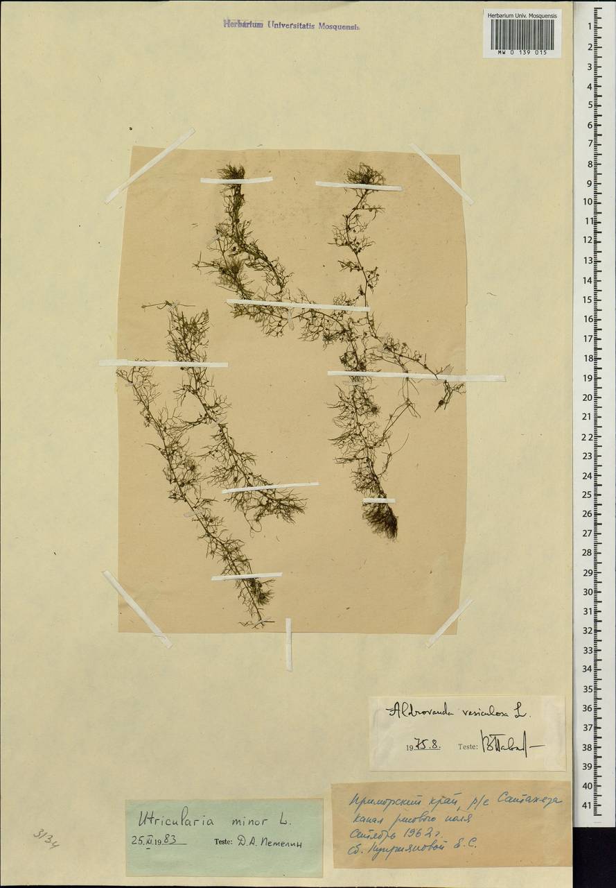 Utricularia, Siberia, Russian Far East (S6) (Russia)