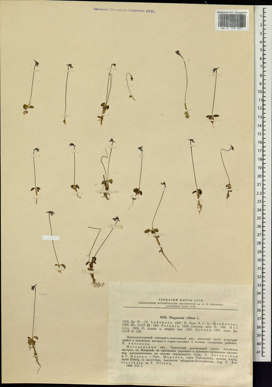 Pinguicula villosa L., Siberia, Chukotka & Kamchatka (S7) (Russia)