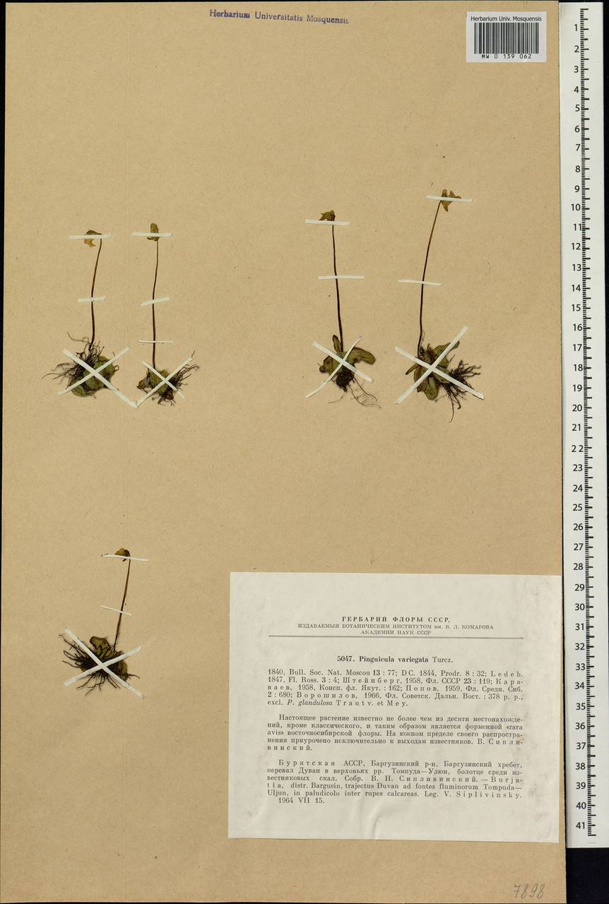 Pinguicula spathulata Ledeb., Siberia, Baikal & Transbaikal region (S4) (Russia)