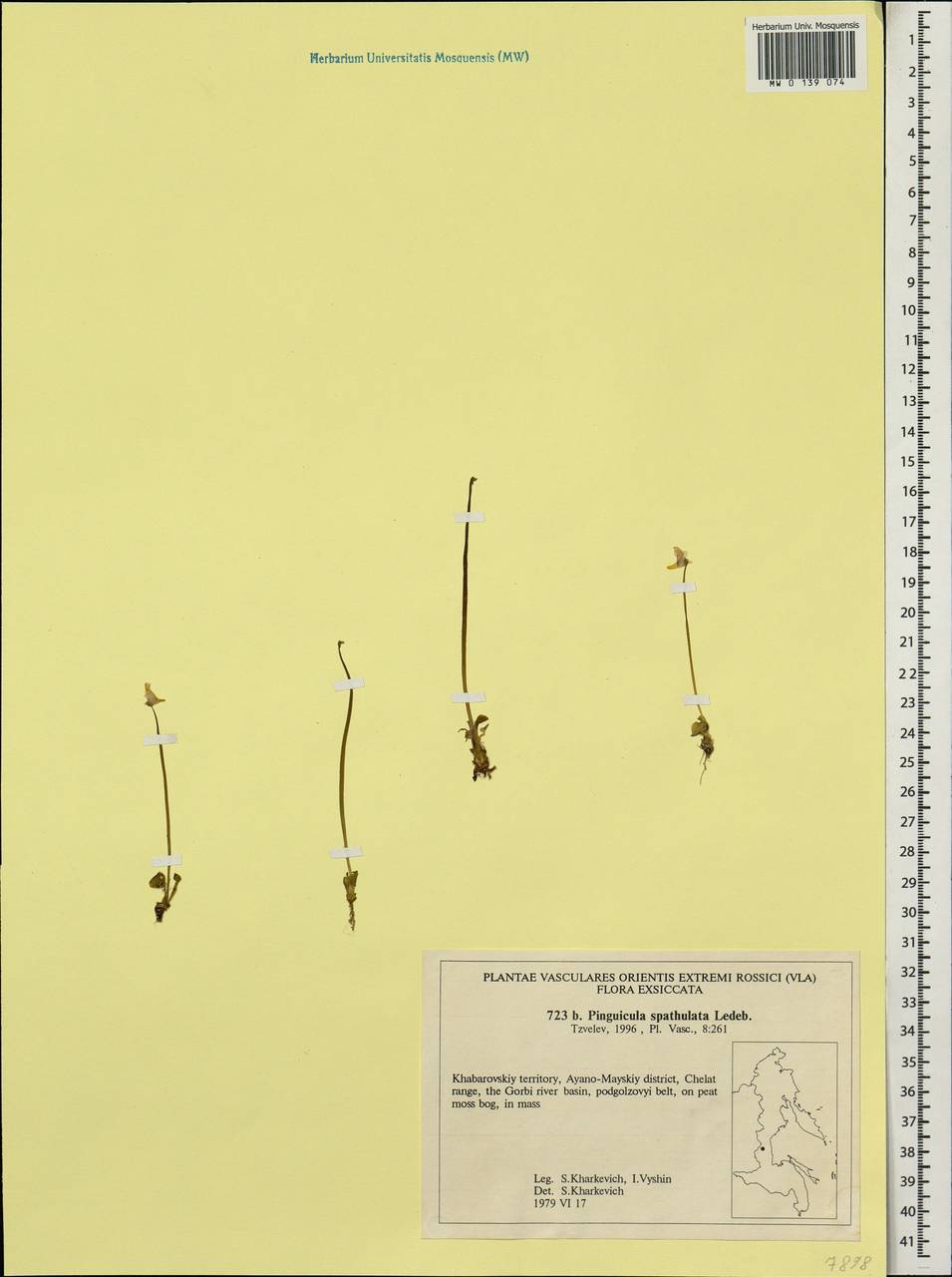 Pinguicula spathulata Ledeb., Siberia, Russian Far East (S6) (Russia)