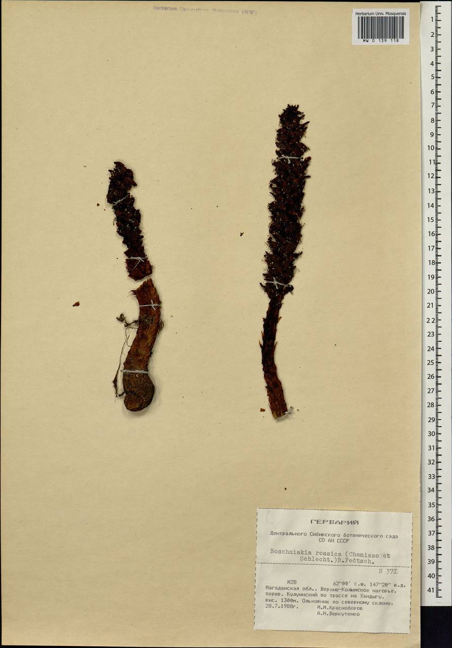 Boschniakia rossica (Cham. & Schlecht) B. Fedtsch., Siberia, Chukotka & Kamchatka (S7) (Russia)