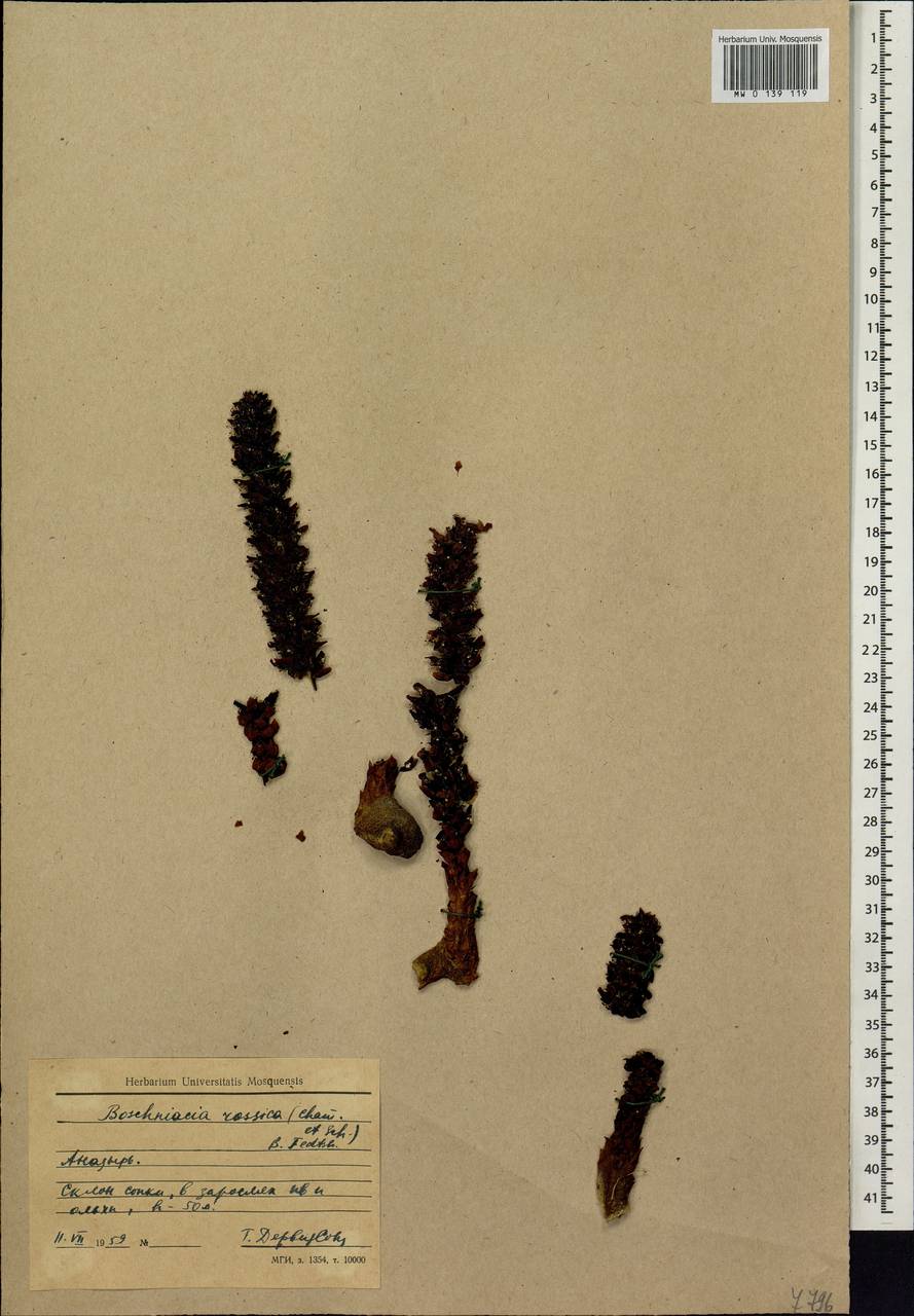 Boschniakia rossica (Cham. & Schlecht) B. Fedtsch., Siberia, Chukotka & Kamchatka (S7) (Russia)