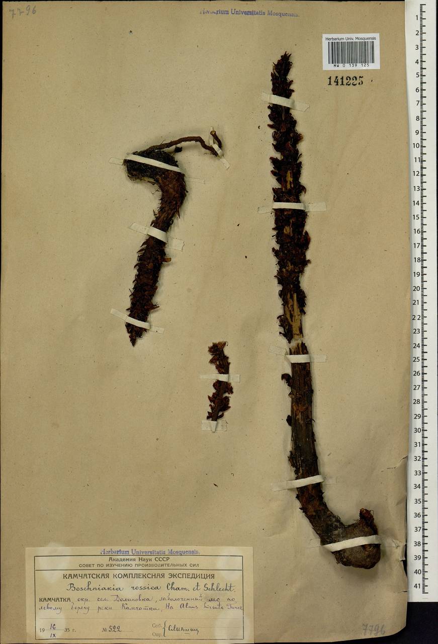 Boschniakia rossica (Cham. & Schlecht) B. Fedtsch., Siberia, Chukotka & Kamchatka (S7) (Russia)