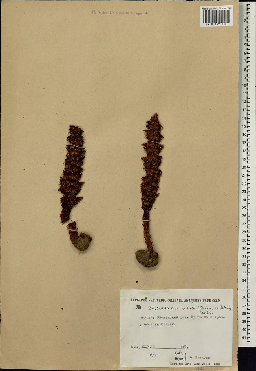 Boschniakia rossica (Cham. & Schlecht) B. Fedtsch., Siberia, Yakutia (S5) (Russia)