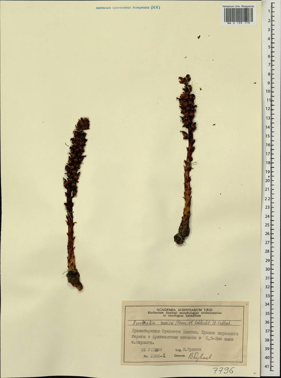 Boschniakia rossica (Cham. & Schlecht) B. Fedtsch., Siberia, Central Siberia (S3) (Russia)