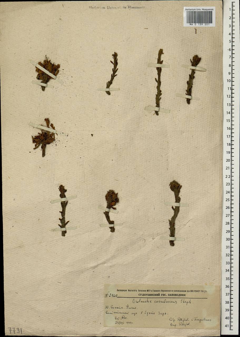 Orobanche coerulescens Stephan, Siberia, Russian Far East (S6) (Russia)