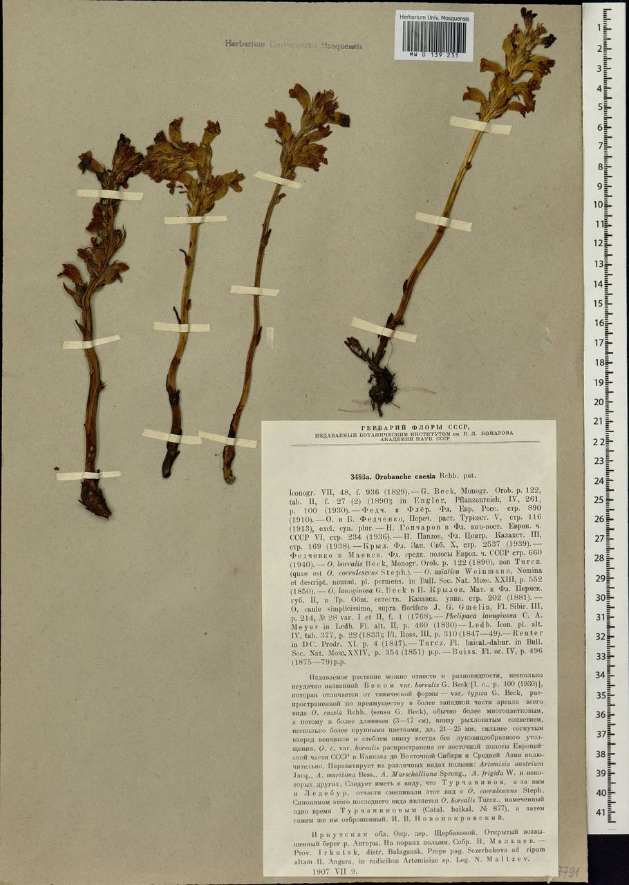 Phelipanche caesia (Rchb.) Soják, Siberia, Baikal & Transbaikal region (S4) (Russia)