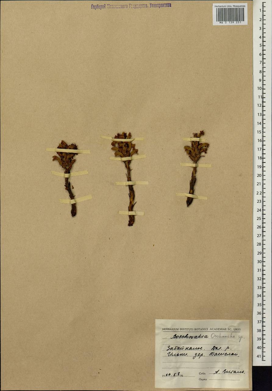 Orobanche, Siberia, Baikal & Transbaikal region (S4) (Russia)