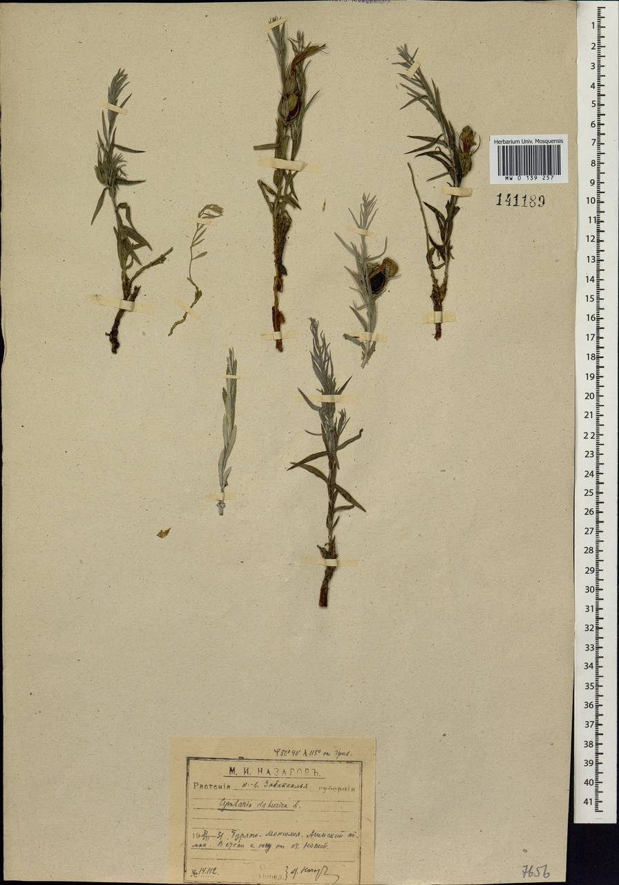 Cymbaria daurica L., Siberia, Baikal & Transbaikal region (S4) (Russia)