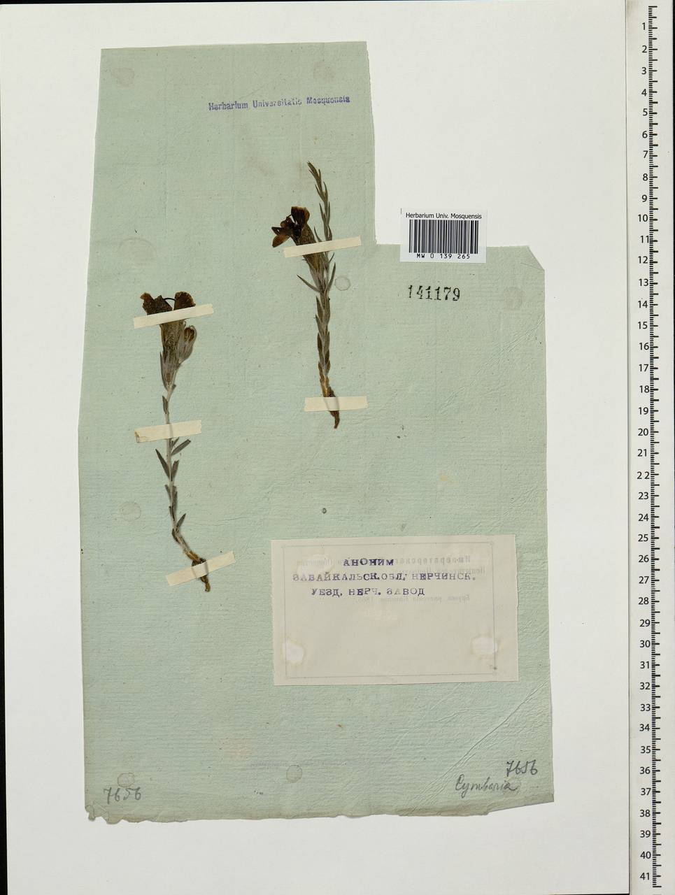 Cymbaria daurica L., Siberia, Baikal & Transbaikal region (S4) (Russia)