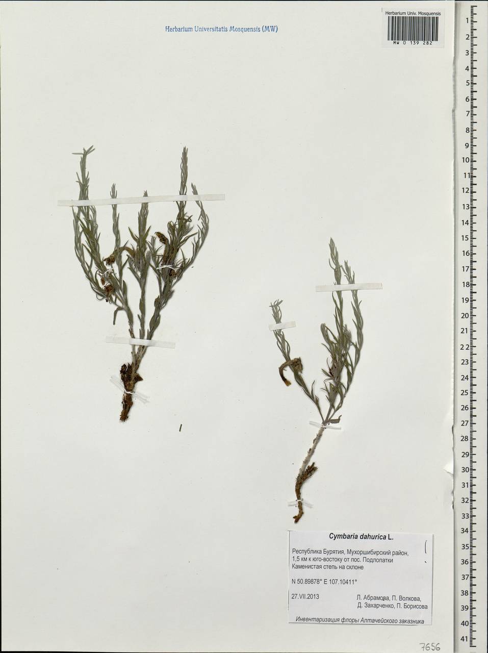 Cymbaria daurica L., Siberia, Baikal & Transbaikal region (S4) (Russia)