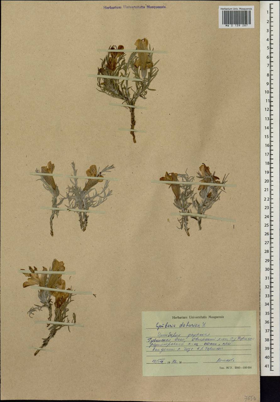 Cymbaria daurica L., Siberia, Altai & Sayany Mountains (S2) (Russia)