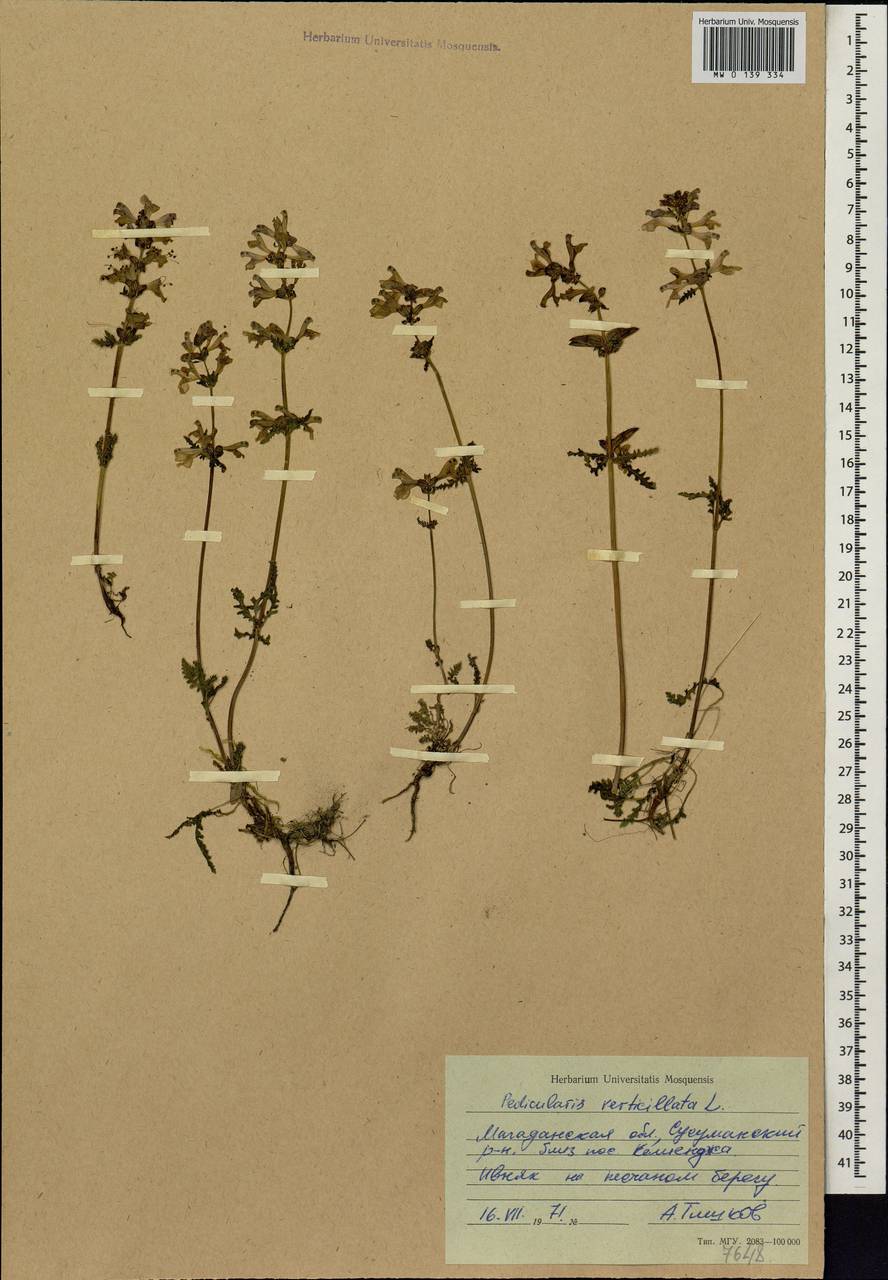 Pedicularis verticillata, Siberia, Chukotka & Kamchatka (S7) (Russia)