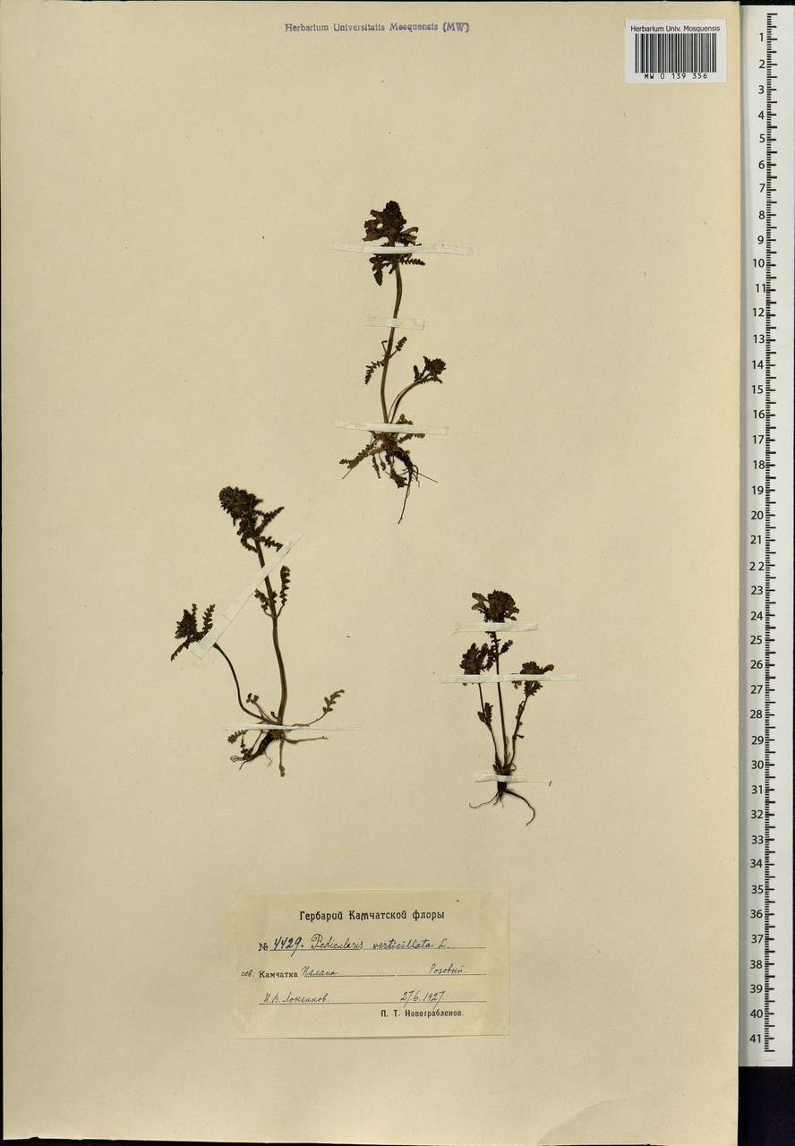 Pedicularis verticillata, Siberia, Chukotka & Kamchatka (S7) (Russia)
