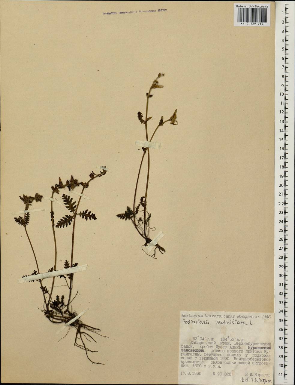 Pedicularis verticillata, Siberia, Russian Far East (S6) (Russia)